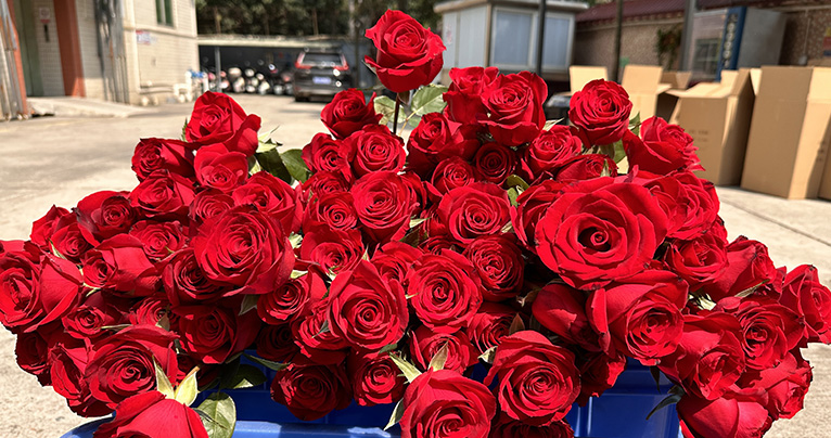 致最美的你！2024年三八婦女節(jié)如約而至，雅香麗懷揣著無比的敬意與期待，熱烈慶祝這個專屬于女性朋友們的盛大節(jié)日！